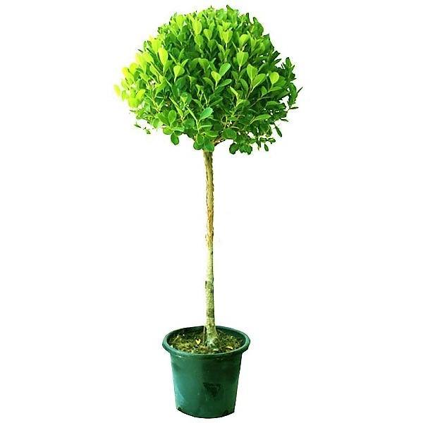 Ficus Diversifolia Single Head 1.2m
