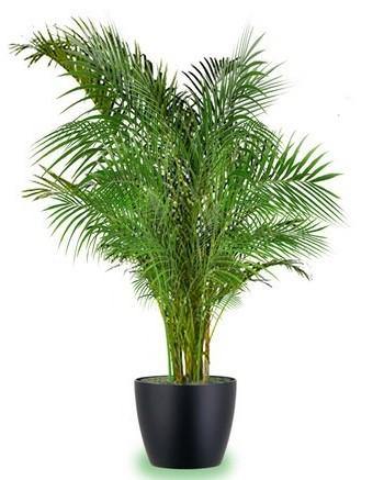 Areca Palm, Chrysalidocarpus lutescens with white ceramic pot (Indoor) size 2.3m /2,5m