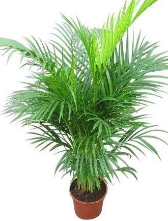 Areca Palm, Chrysalidocarpus lutescens (Indoor) 1,2m/1,5m