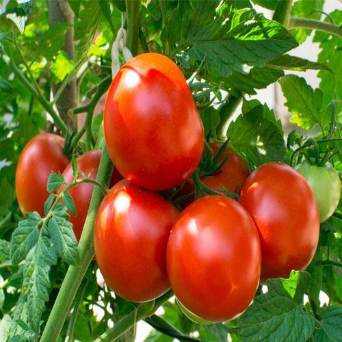 Tomato Plant larg size.1m