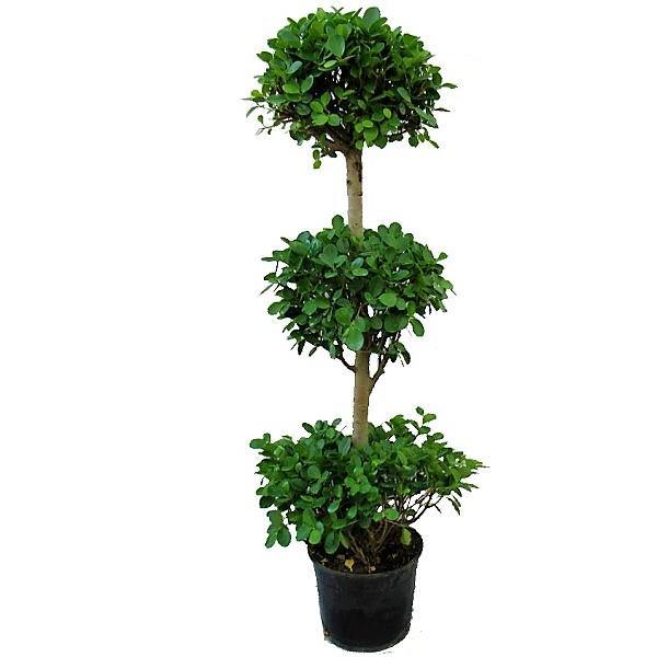 Ficus Diversifolia Three Heads