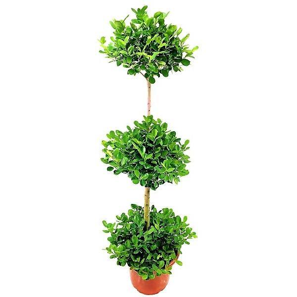 Ficus Diversifolia Three Heads