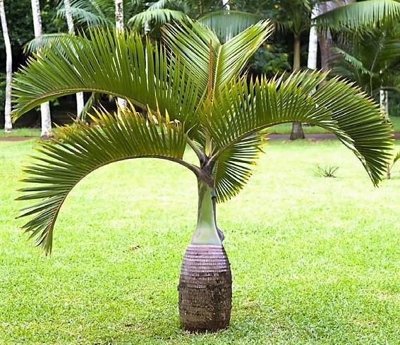 Bottle Palm, Hyophorbe Lagenicaulis .size 1,5m