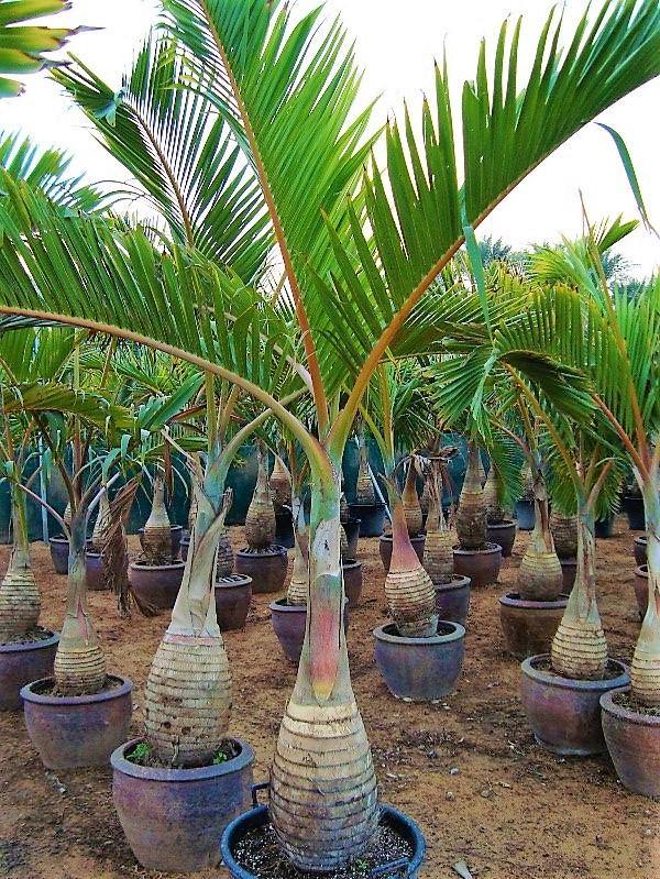 Bottle Palm, Hyophorbe Lagenicaulis .size 1,5m