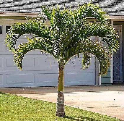 Bottle Palm, Hyophorbe Lagenicaulis ..size 2.3m/2,5m