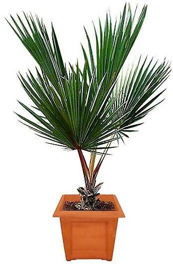 Red Latan Palm, Latania Lontaroides ,size , 1.7m/1.8m