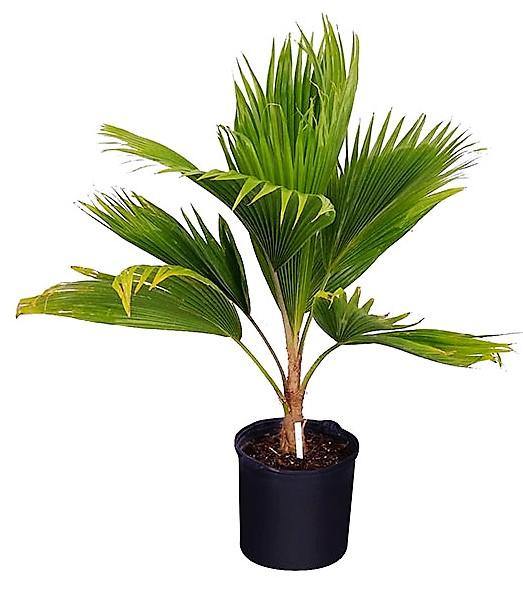Fiji Fan Palm, Pritchardia Pacifica size.1.5m