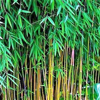 Bambus Green, Tropical Bamboo size 3m