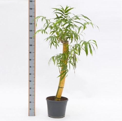 Bambusa vulgaris, Common Bamboo 1.5 m  size