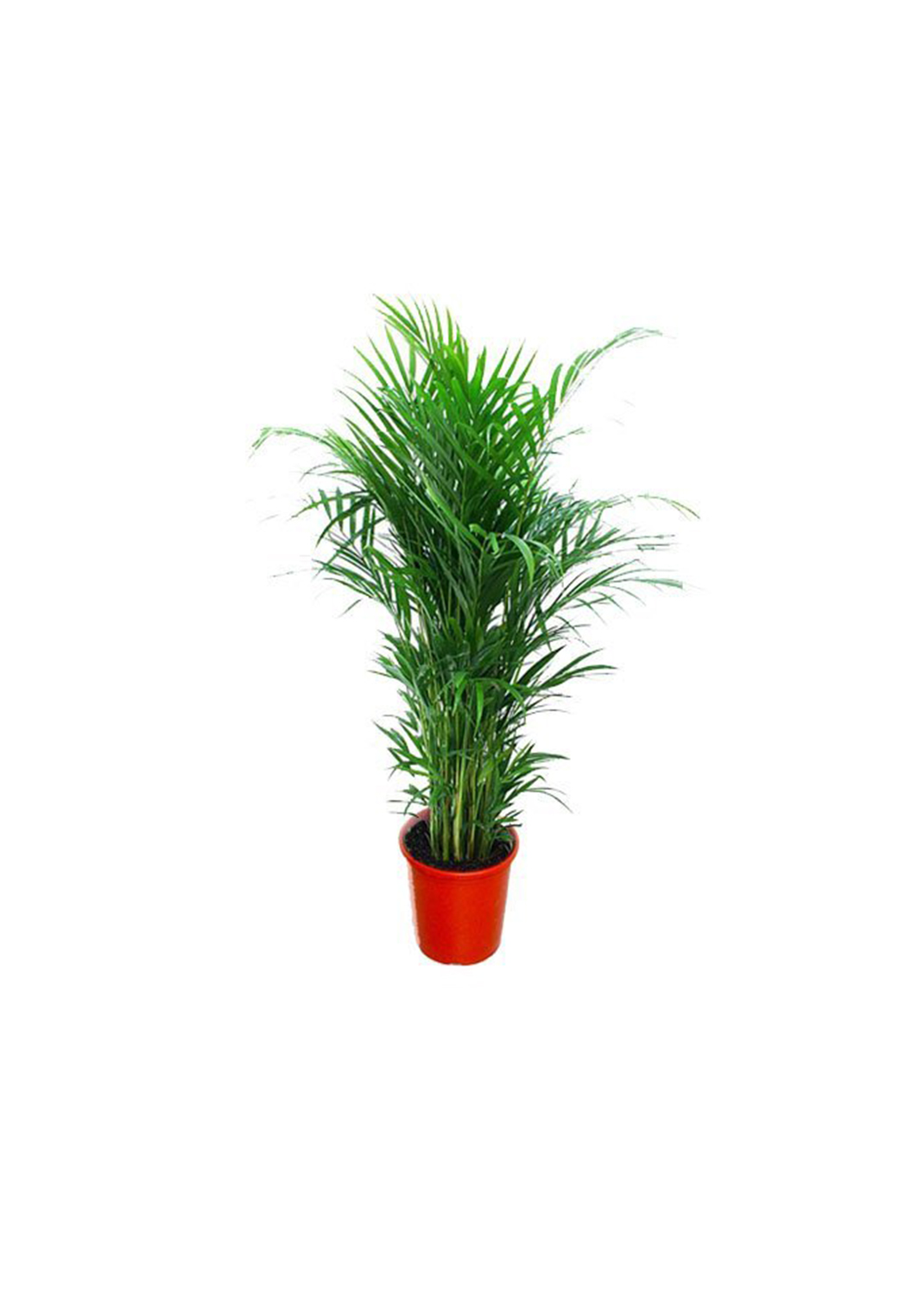 Areca Palm, Chrysalidocarpus lutescens (Indoor) size 2.3m /2,5m
