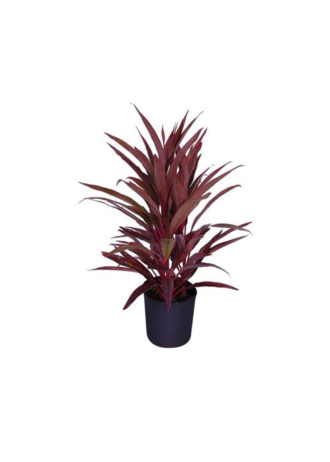 Cordyline Fruticosa Mambo, Hawaiian Ti Plant, Good luck plant