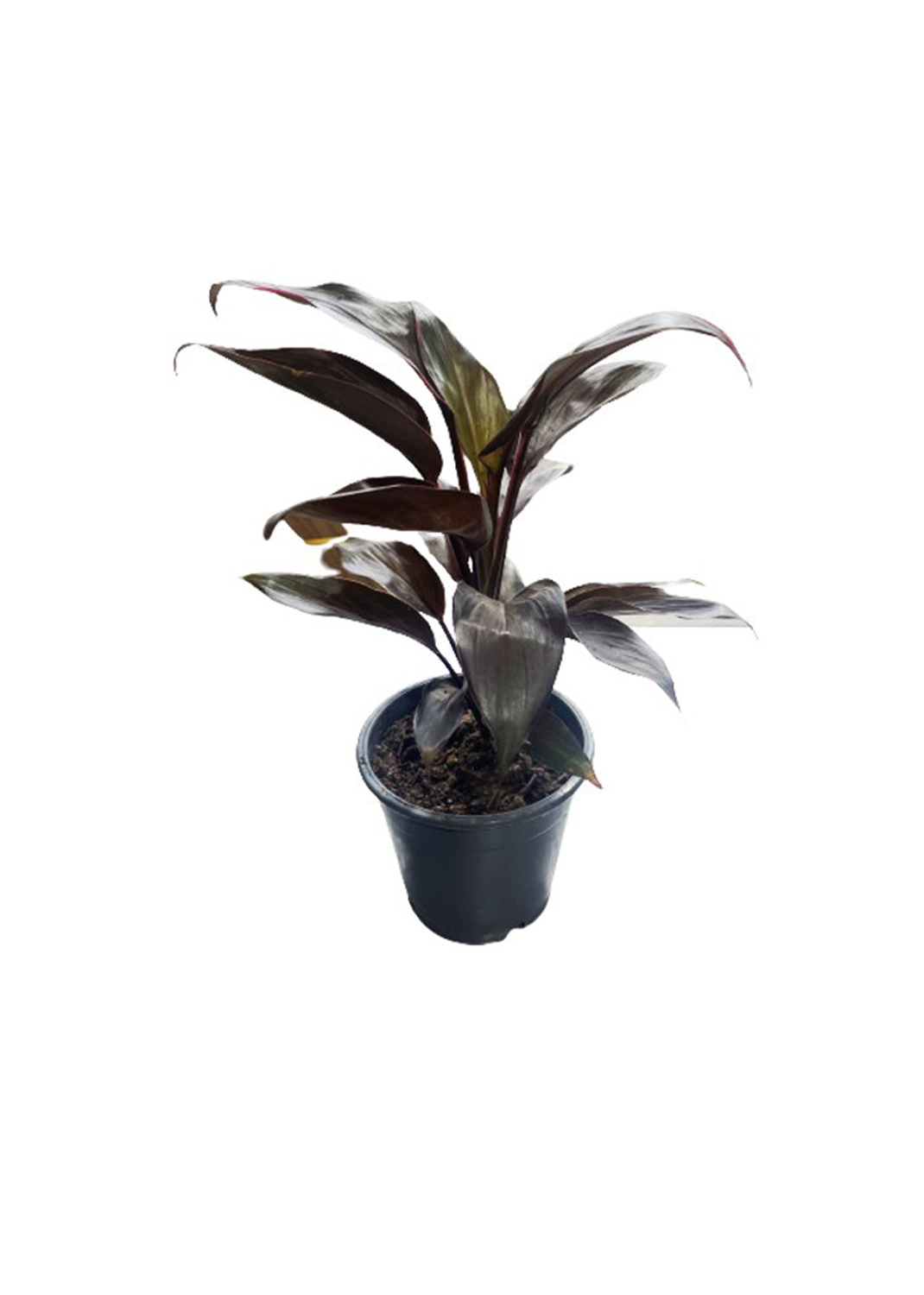 Cordyline Fruticosa Mambo, Hawaiian Ti Plant, Good luck plant