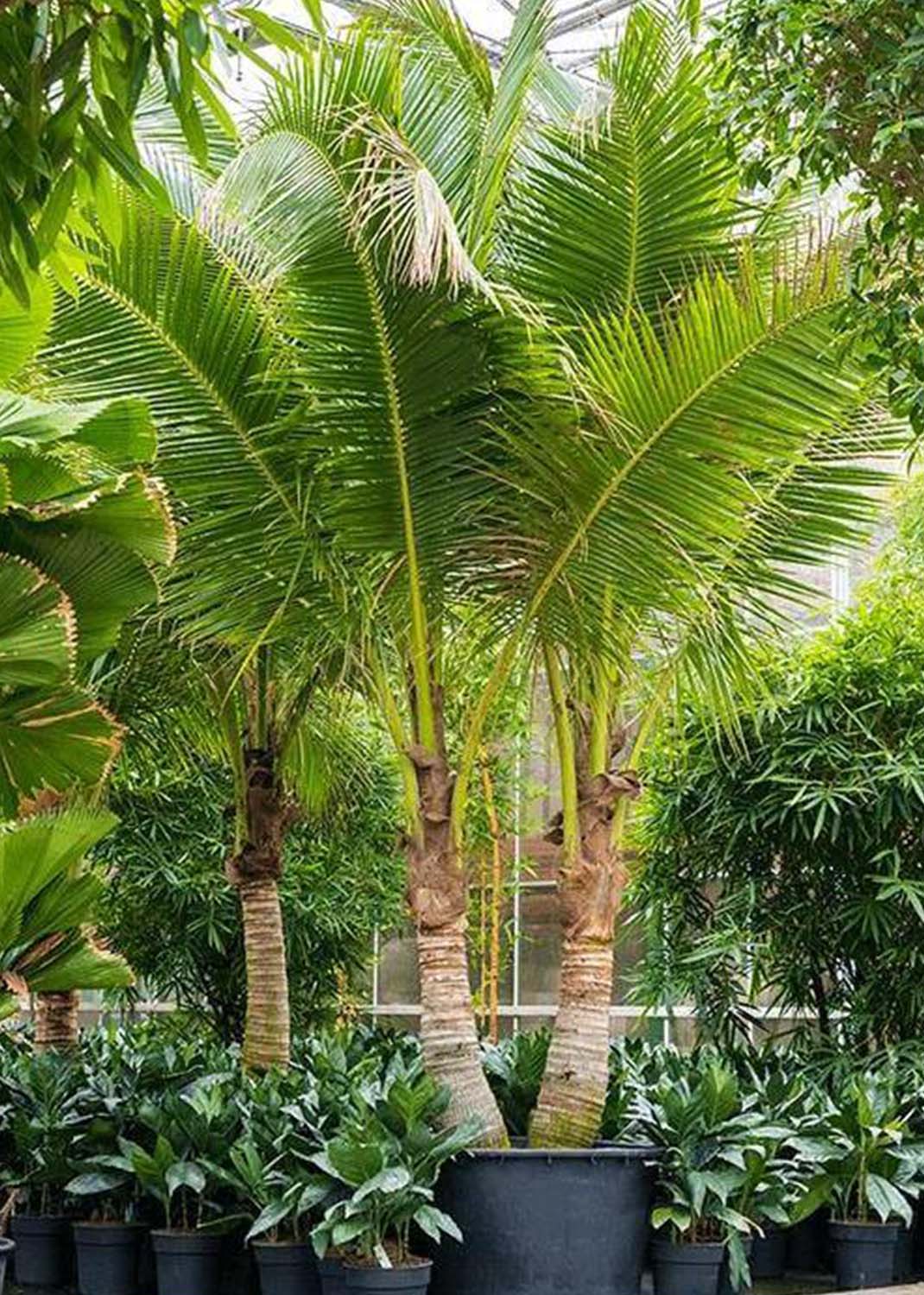 Coconut Palm, Cocos Nucifera size .3.1m / 3.5m 