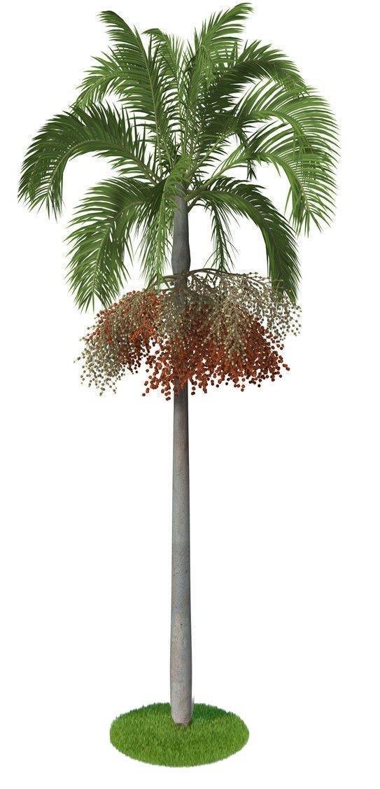 Carpentaria Palm, Carpentaria Acuminata size ,3.5m /4m