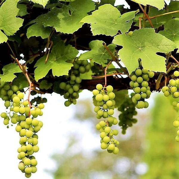 Grapes Vine, Vitis Vinifera, العنب فاين size  1m