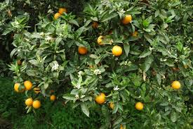 Citrus sinensis Moro, Blood Orange Tree size 1.5m