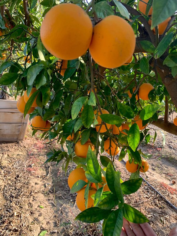 Citrus sinensis Moro, Blood Orange Tree size 1.5m