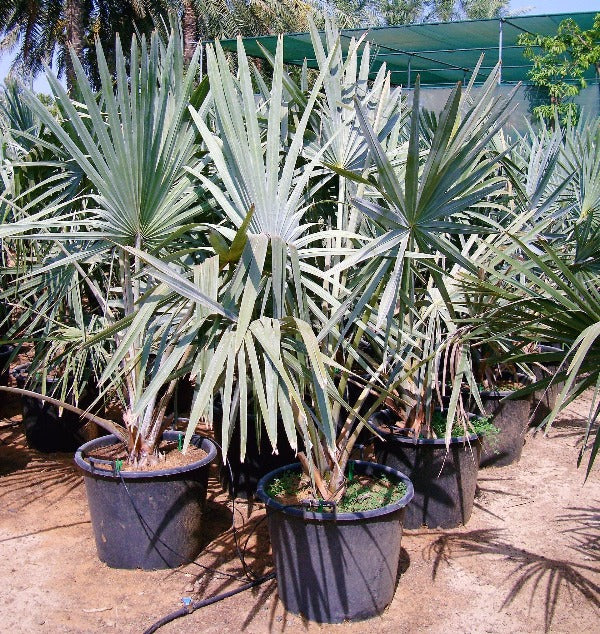 Bismark Palm, Bismarckia Nobilis  [1.2-1.5m ]
