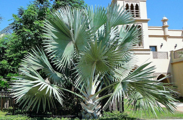 Bismark Palm, Bismarckia Nobilis