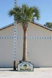 Sabal Palm, Sabal palmetto, Cabbage Palmetto, Carolina Palmetto      [3.0m]