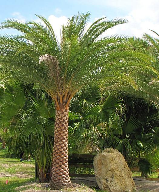 Silver Date Palm, Phoenix Sylvestris, Wild Date Palm[[2.0-2.9m Brown Trunk]]