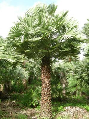 Wax Palm, Copernicia Prunifera [1.2-1.6m Brown Trunk]