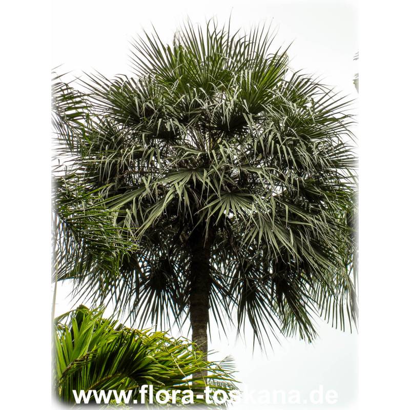 Wax Palm, Copernicia Prunifera [1.2-1.6m Brown Trunk]