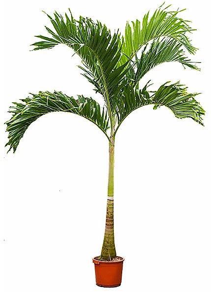 Manila Palm, Veitchia Merrillii    [1.8-2.0m]