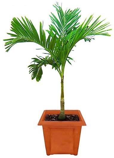Manila Palm, Veitchia Merrillii [    2.1-2.5m   ]