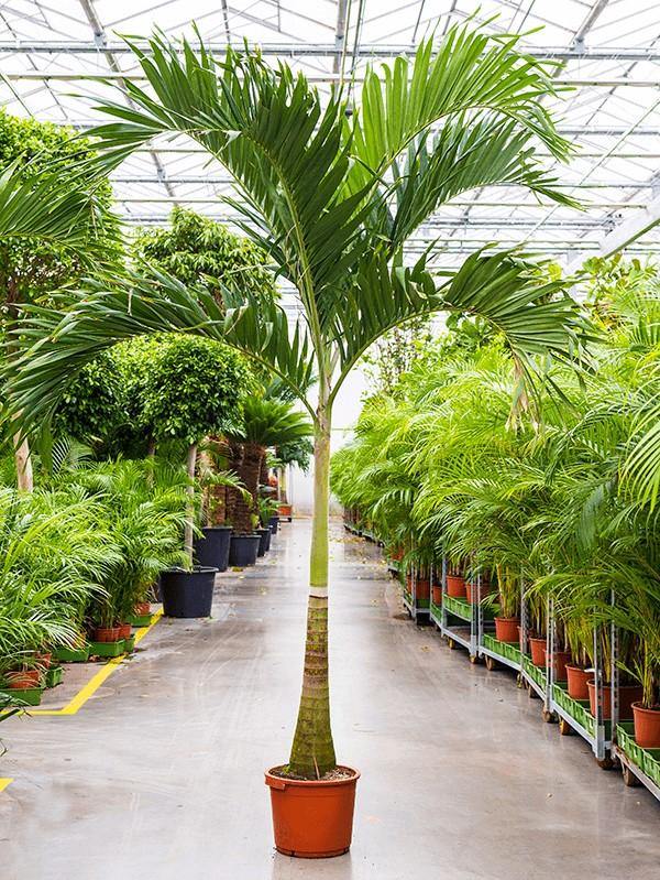 Manila Palm, Veitchia Merrillii [    2.1-2.5m   ]