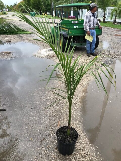 Royal Palm, Roystonia Regia       [2.2m/2.8m]
