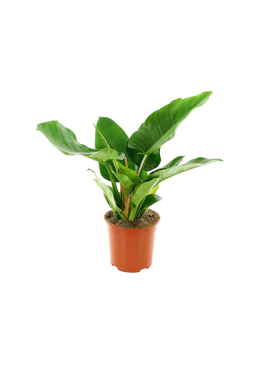 Philodendron Imperial Green