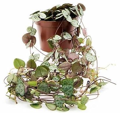 String of Hearts, Ceropegia Woodii, Variegated [larg]