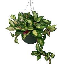 Hoya Carnosa, Wax Plant, Multi Color 