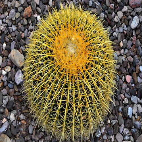 Ball Cactus, Barrel{ 30cm/35cm}