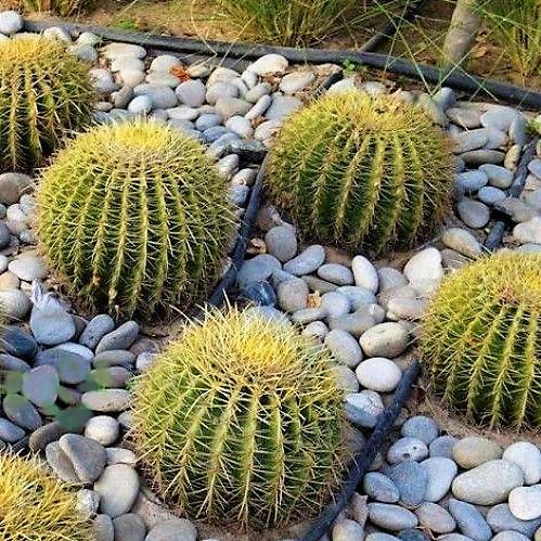 Ball Cactus, Barrel{ 30cm/35cm}