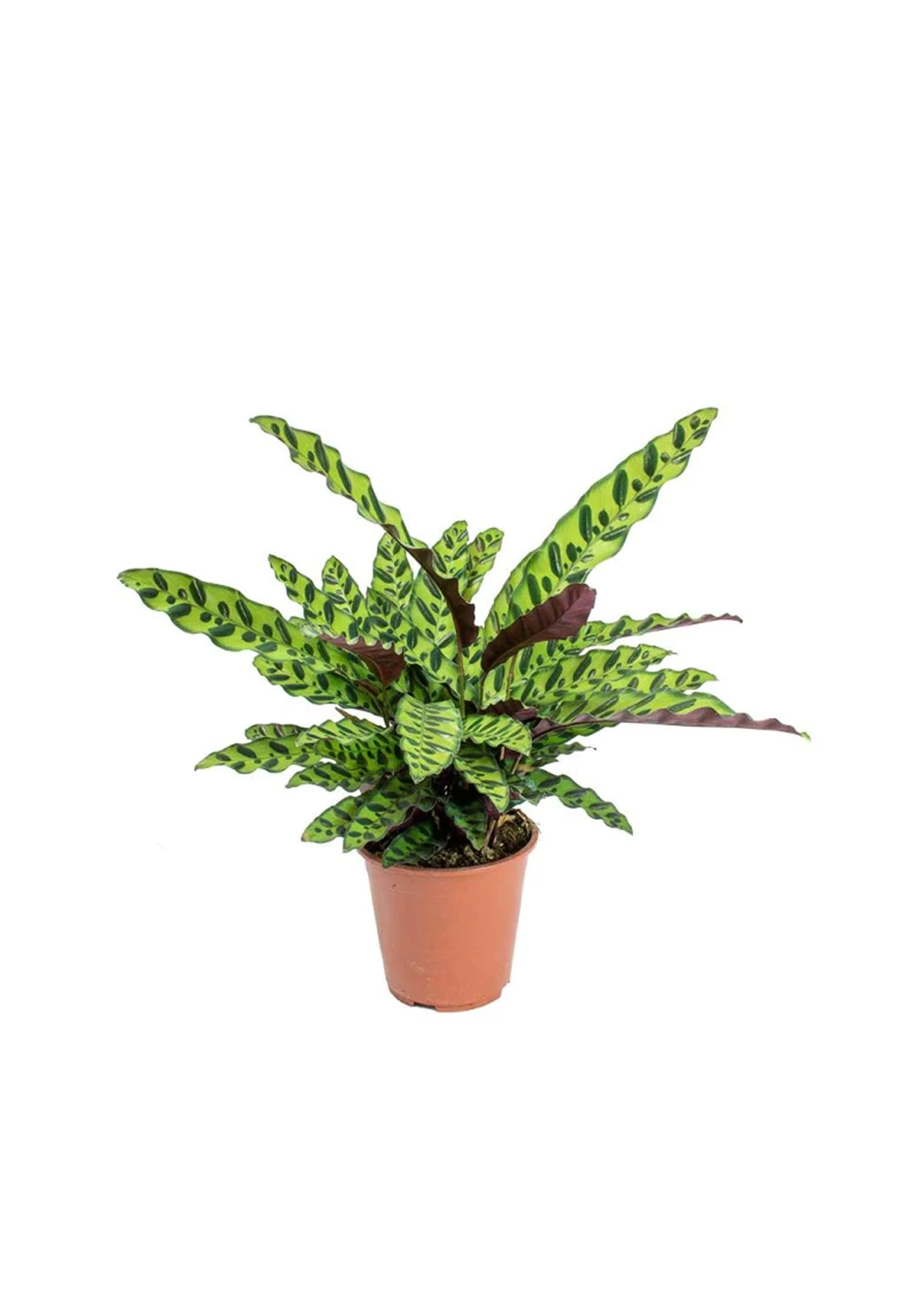 Calathea Lancifolia, Rattlesnake Plant   {55-70cm}