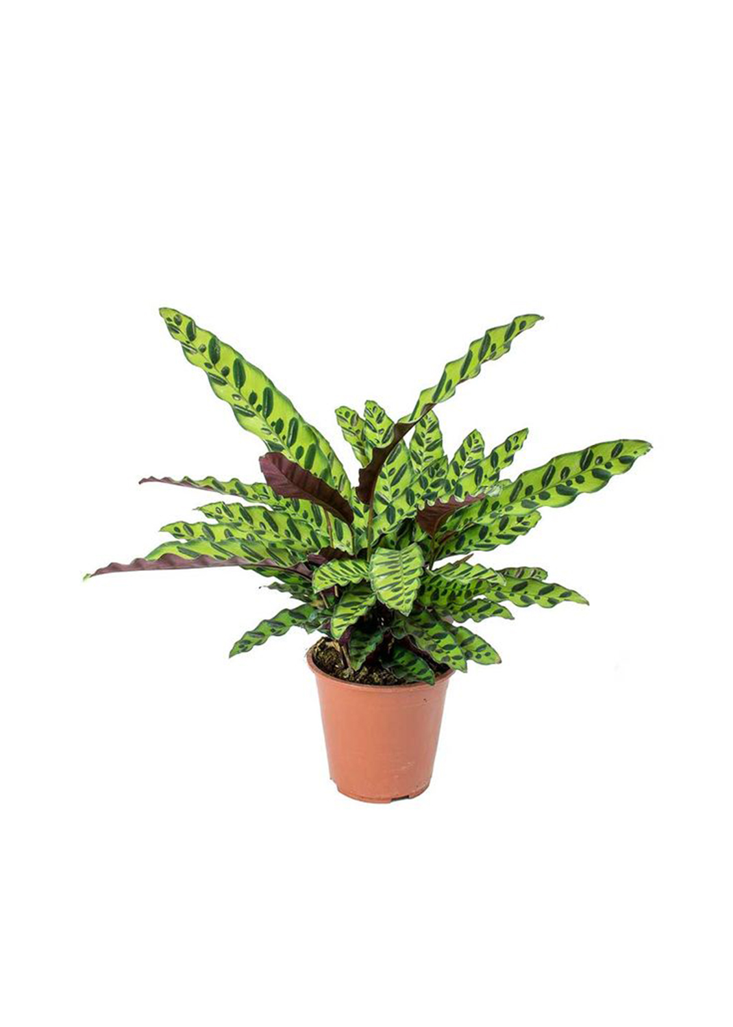 Calathea Lancifolia, Rattlesnake Plant   {55-70cm}