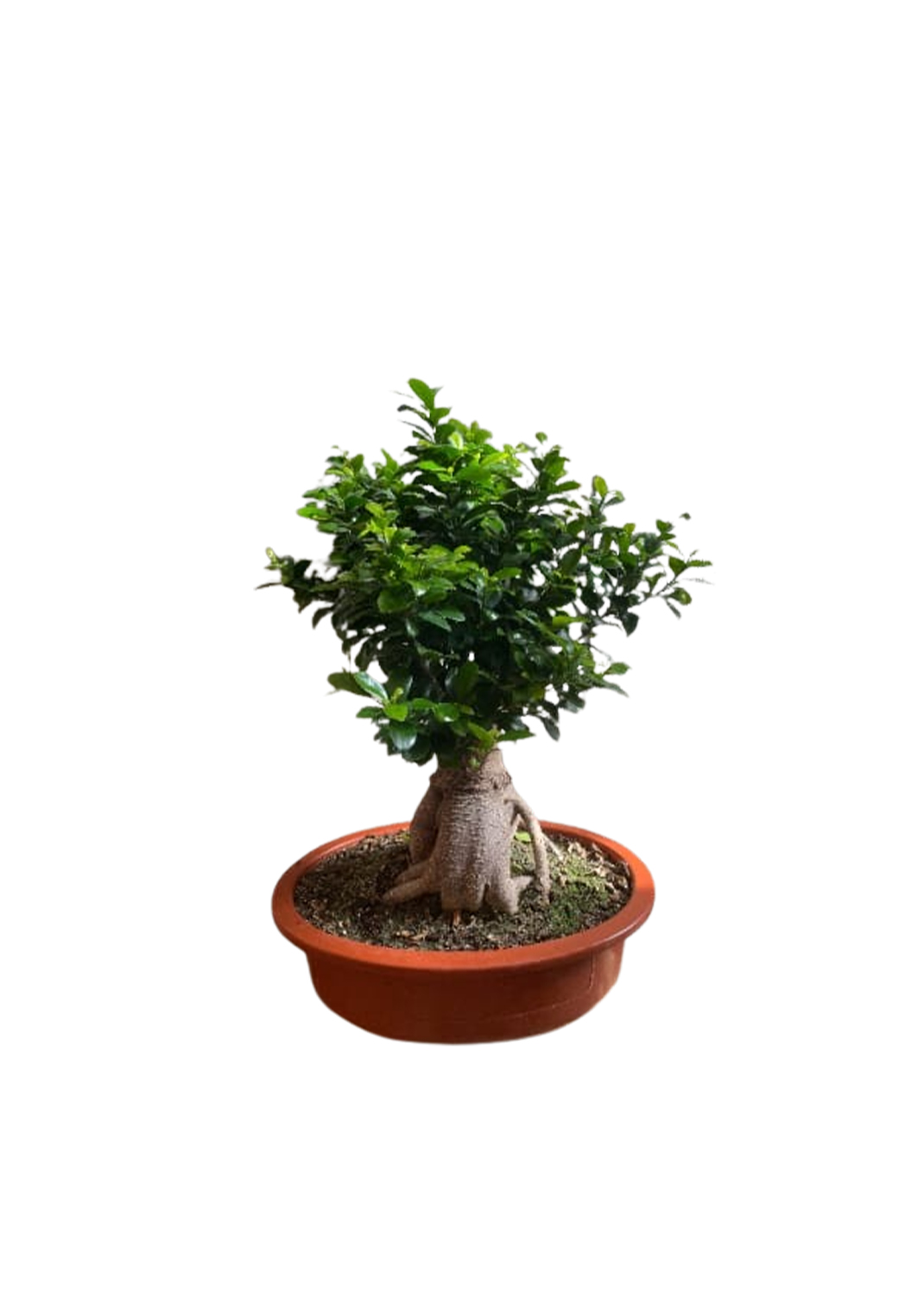 Bonsai Ficus Plant