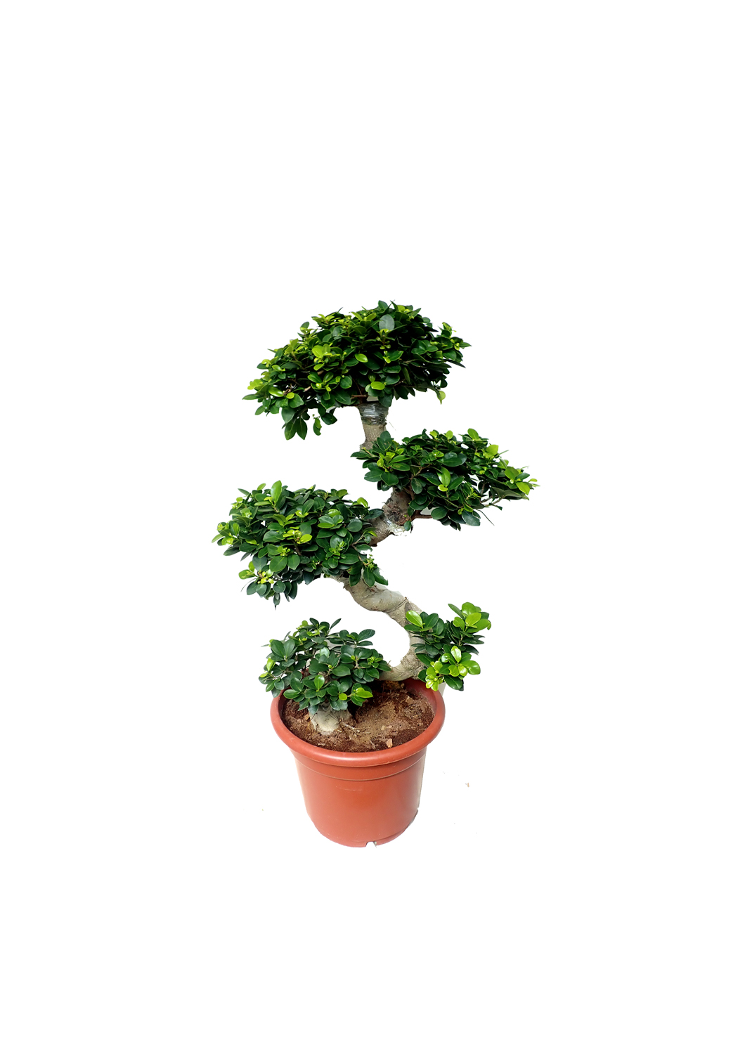 Ficus bonsai snack shape