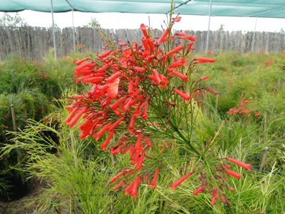 Russelia Equisetiformis, Coral Plant, Firecracker Plant {70cm/90cm}