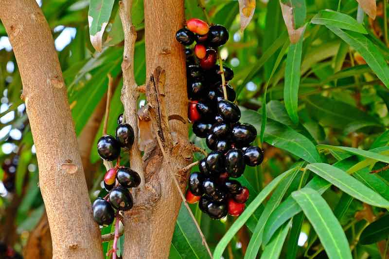 Black Plum, Syzygium Cumini, Java Plum, Jamun, Jambolan {270-300cm}