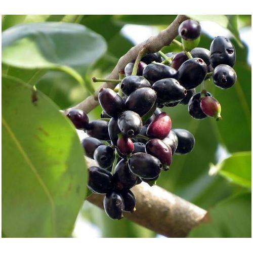 Black Plum, Syzygium Cumini, Java Plum, Jamun, Jambolan {270-300cm}