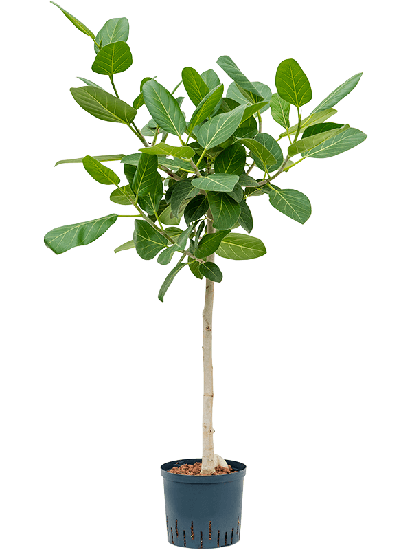 Ficus Benghalensis, Banyan Fig { 200-250cm}