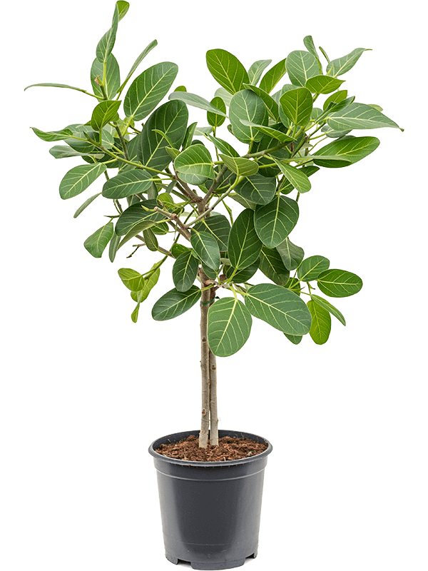 Ficus Benghalensis, Banyan Fig { 200-250cm}