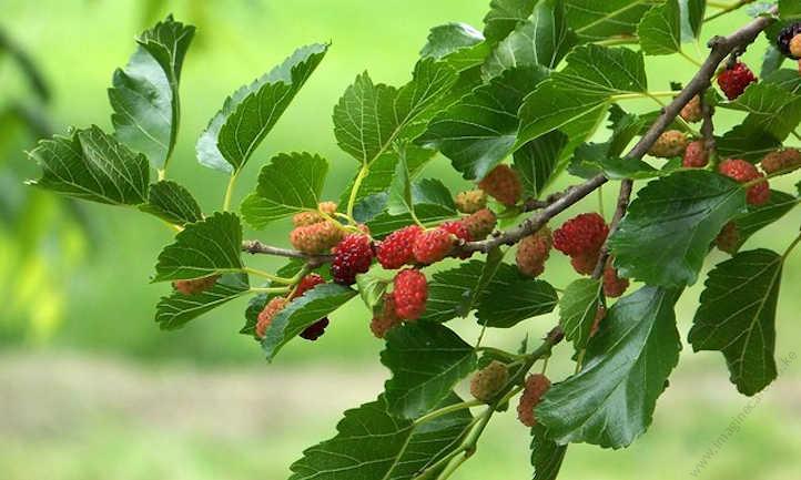 Mulberry Tree, Morus Alba     {250-290cm}