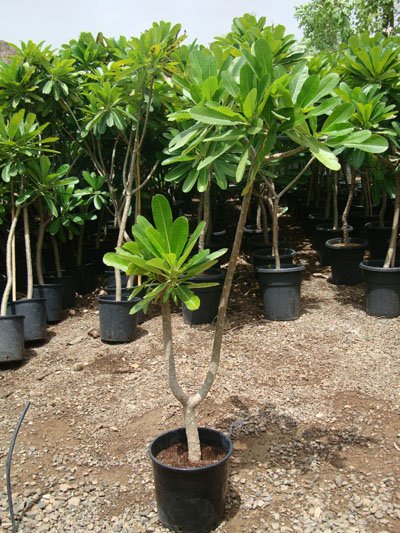 Plumeria Obtusa, Frangipani, The Temple Tree {210 -220cm}