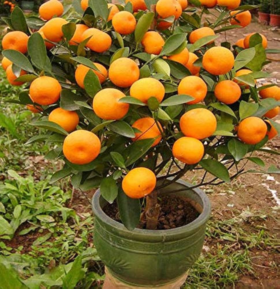 Mandarin Plant {full fruit}