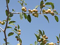 Ziziphus Spina Christi, Sidr Tree {1.8/2m} + fruit