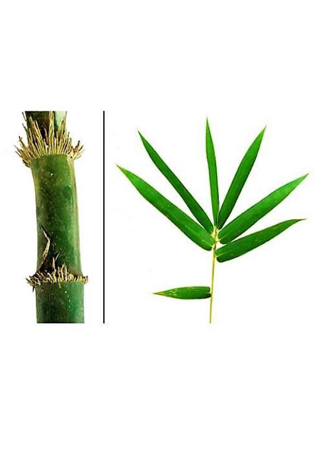 Bambusa vulgarisBambusa vulgaris, Common Bamboo
